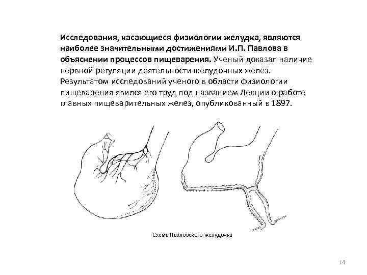 Исследования, касающиеся физиологии желудка, являются наиболее значительными достижениями И. П. Павлова в объяснении процессов