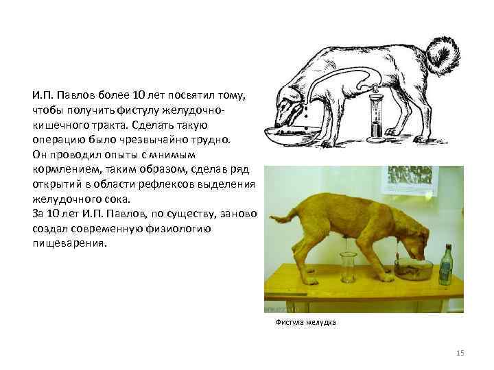 И. П. Павлов более 10 лет посвятил тому, чтобы получить фистулу желудочнокишечного тракта. Сделать
