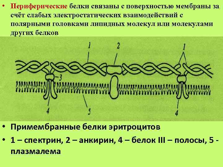 Белок связанный