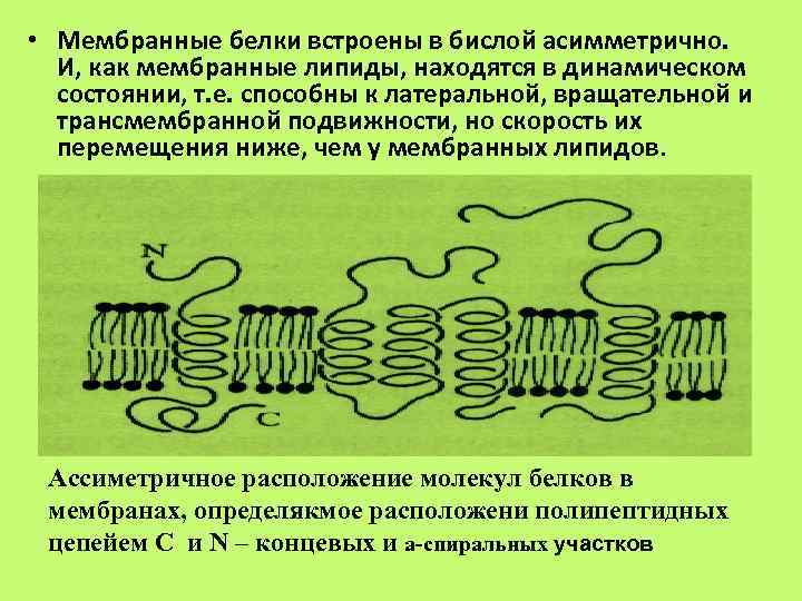 Белки мембраны