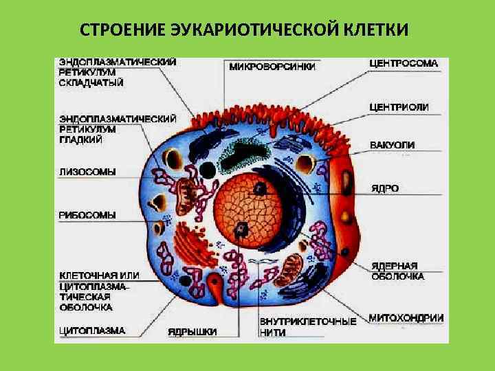 Характеристика 3 клеток