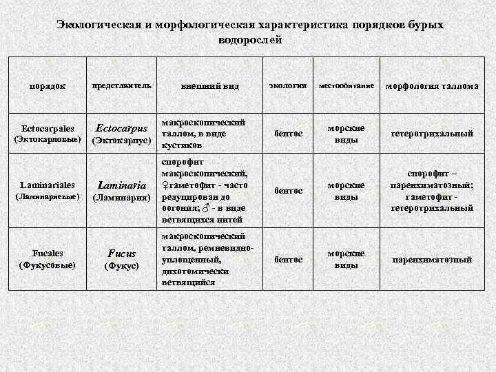 Экологическая и морфологическая характеристика порядков бурых водорослей порядок представитель Ectocarpales Ectocarpus (Эктокарповые) (Эктокарпус) Laminariales