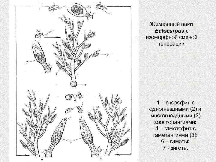 Жизненный цикл Ectocarpus с изоморфной сменой генераций 1 – спорофит с одногнездными (2) и