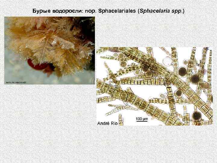 Бурые водоросли: пор. Sphacelariales (Sphacelaria spp. ) 