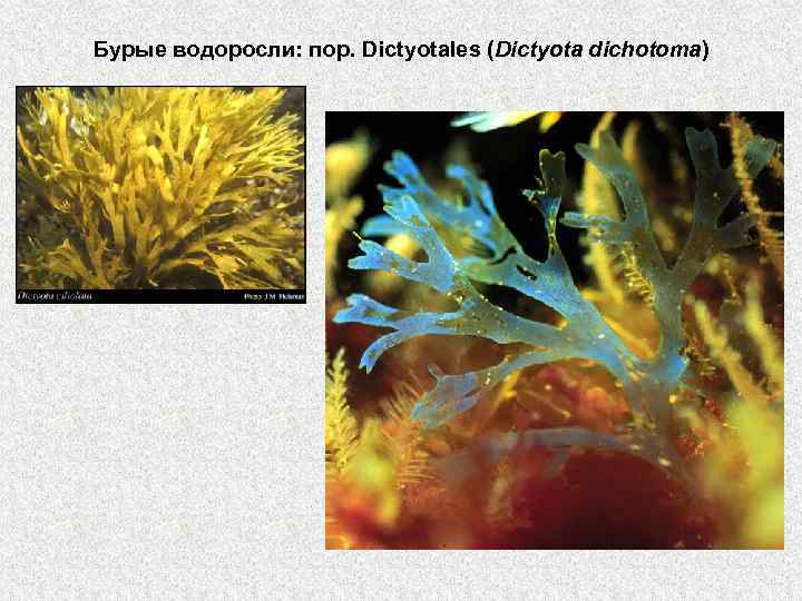 Бурые водоросли: пор. Dictyotales (Dictyota dichotoma) 