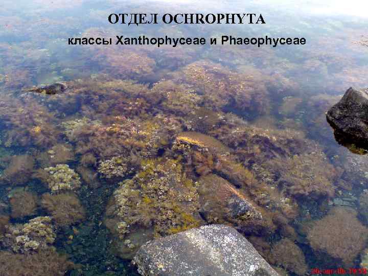 ОТДЕЛ OCHROPHYTA классы Xanthophyceae и Phaeophyceae 