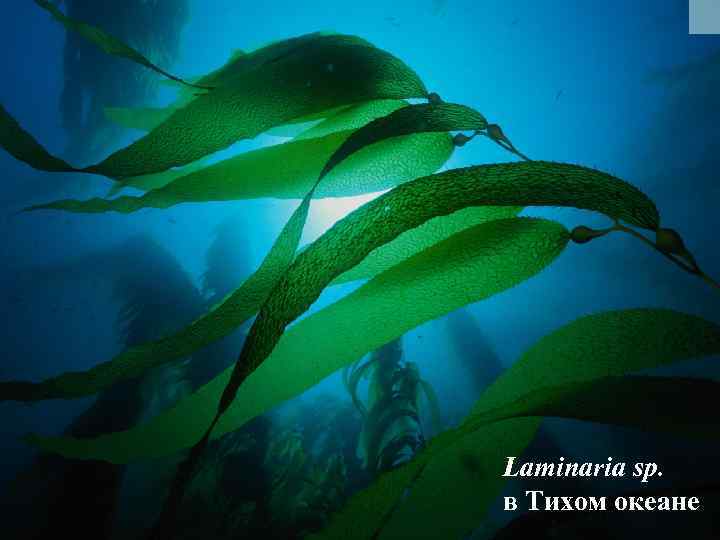 Laminaria sp. в Тихом океане 