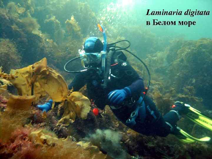 Laminaria digitata в Белом море 