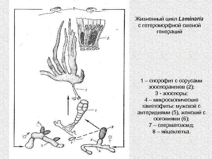 Жизненный цикл Laminaria с гетероморфной сменой генераций 1 – спорофит с сорусами зооспорангиев (2);