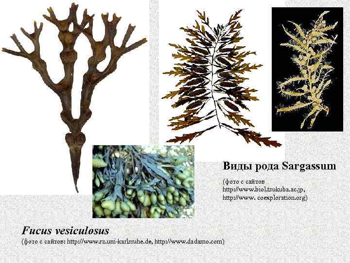 Виды рода Sargassum (фото с сайтов http: //www. biol. tsukuba. ac. jp, http: //www.