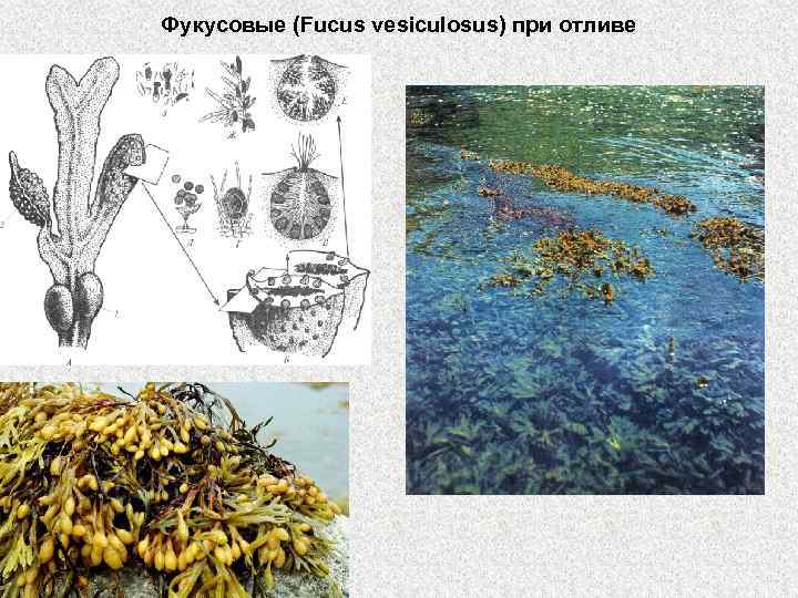 Фукусовые (Fucus vesiculosus) при отливе 