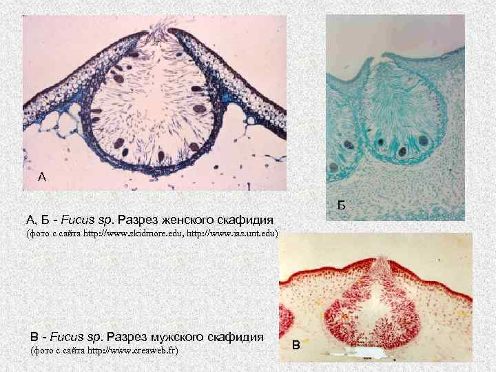 А Б А, Б - Fucus sp. Разрез женского скафидия (фото с сайта http: