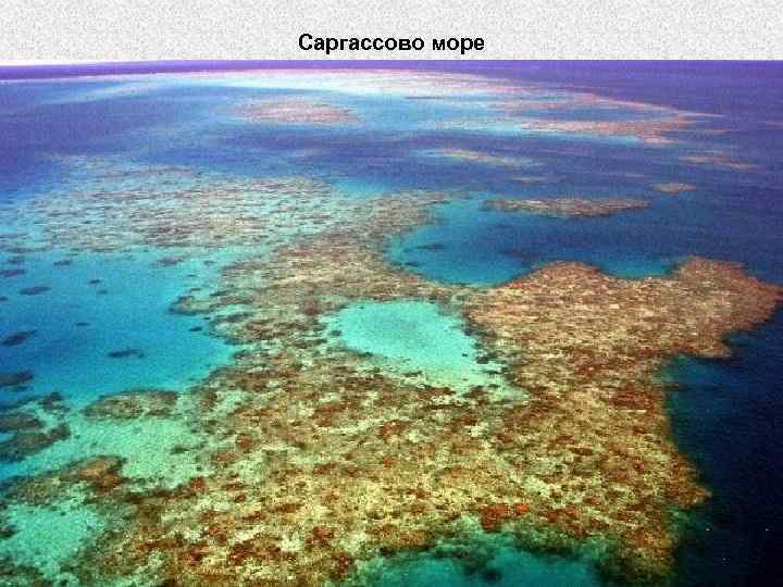 Саргассово море 