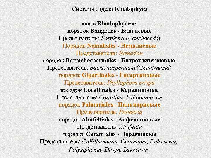 Система отдела Rhodophyta класс Rhodophyceae порядок Bangiales - Бангиевые Представитель: Porphyra (Conchocelis) Порядок Nemaliales