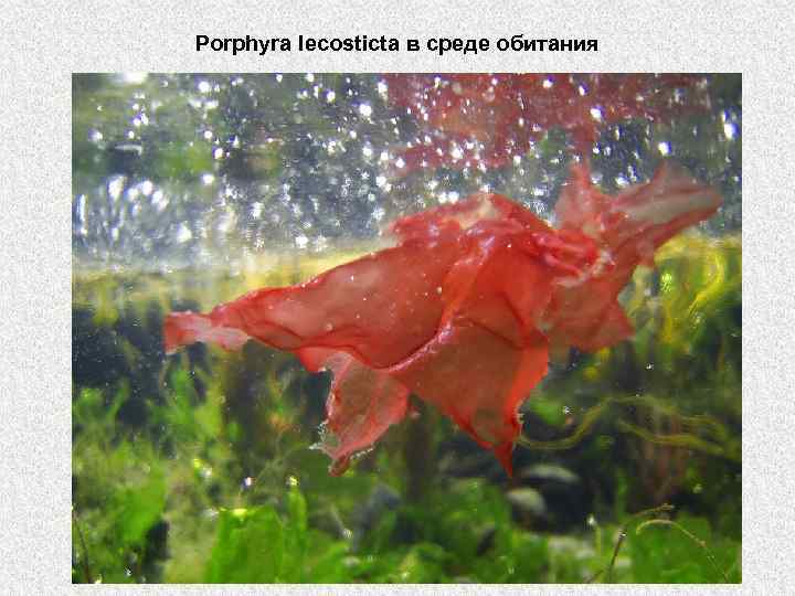 Porphyra lecosticta в среде обитания 