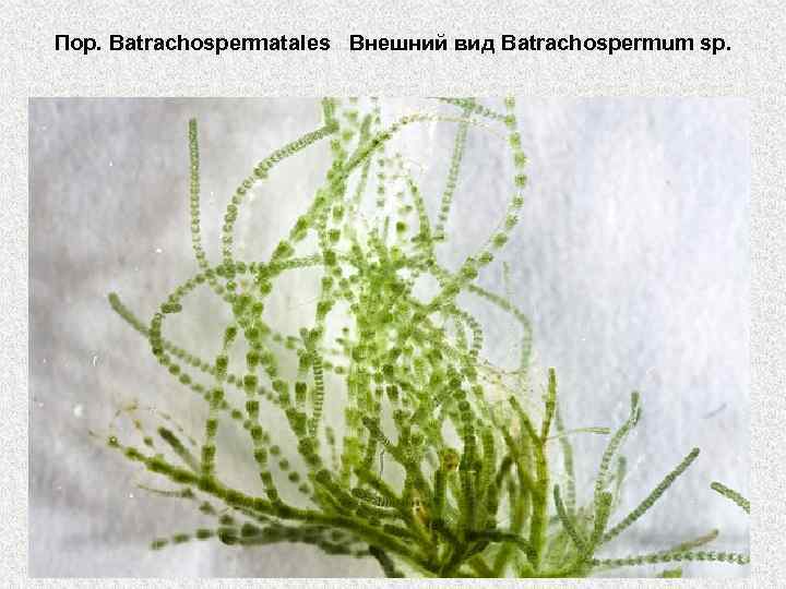 Пор. Batrachospermatales Внешний вид Batrachospermum sp. 