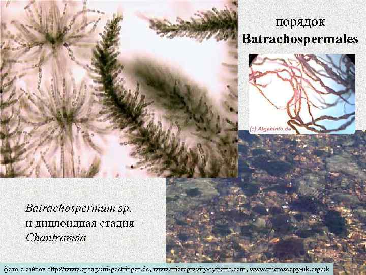 порядок Batrachospermales Batrachospermum sp. и диплоидная стадия – Chantransia фото с сайтов http: //www.