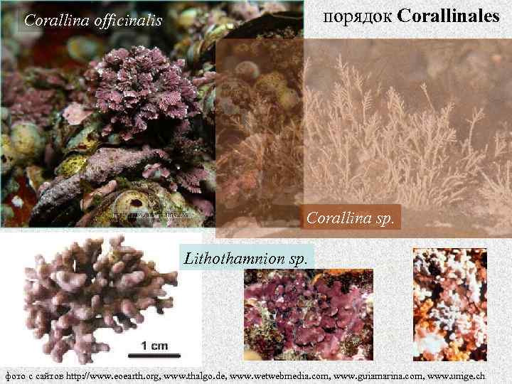 порядок Corallinales Corallina officinalis Corallina sp. Lithothamnion sp. фото с сайтов http: //www. eoearth.