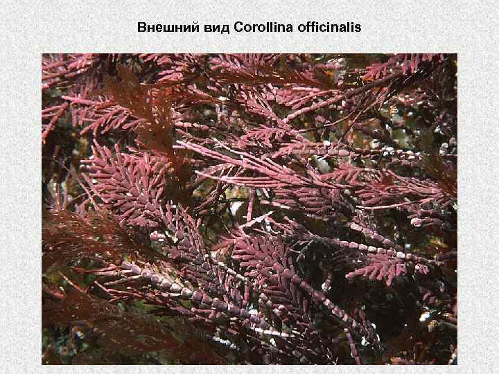 Внешний вид Corollina officinalis 