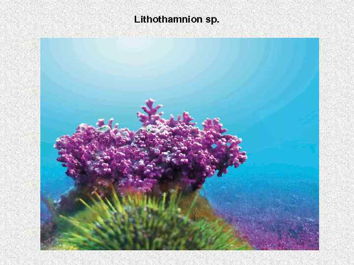 Lithothamnion sp. 