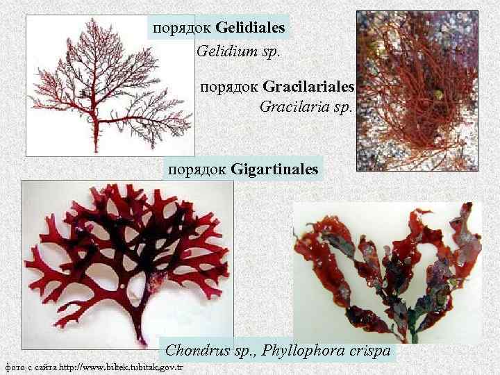 порядок Gelidiales Gelidium sp. порядок Gracilariales Gracilaria sp. порядок Gigartinales Chondrus sp. , Phyllophora