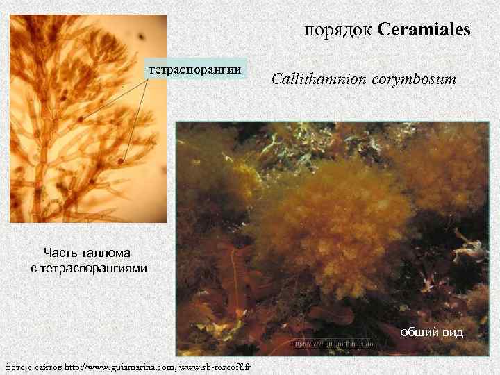 порядок Ceramiales тетраспорангии Callithamnion corymbosum Часть таллома с тетраспорангиями общий вид фото с сайтов