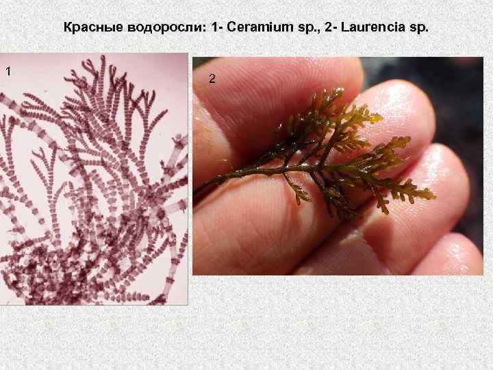 Красные водоросли: 1 - Ceramium sp. , 2 - Laurencia sp. 1 2 