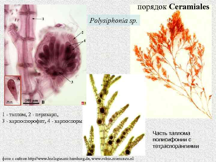 порядок Ceramiales Polysiphonia sp. 1 - таллом, 2 - перикарп, 3 - карпоспорофит, 4