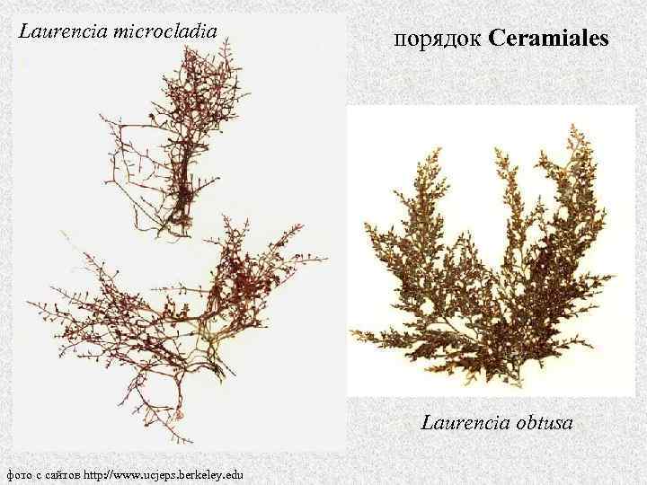 Laurencia microcladia порядок Ceramiales Laurencia obtusa фото с сайтов http: //www. ucjeps. berkeley. edu