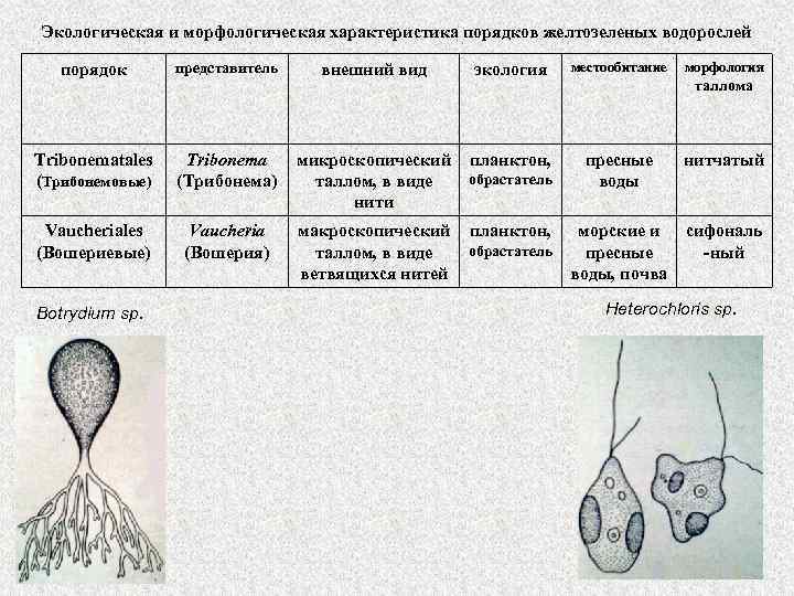 Экологическая и морфологическая характеристика порядков желтозеленых водорослей порядок представитель Tribonematales (Трибонемовые) Tribonema (Трибонема) Vaucheriales