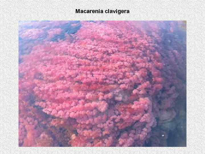 Macarenia clavigera 