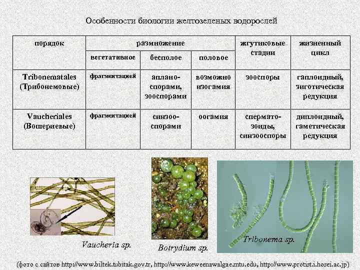 Особенности биологии желтозеленых водорослей порядок размножение жгутиковые стадии жизненный цикл вегетативное бесполое половое Tribonematales