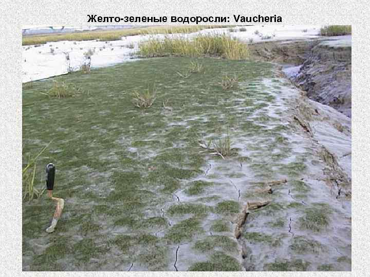 Желто-зеленые водоросли: Vaucheria 