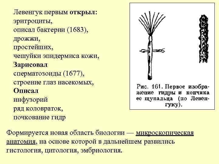Левенгук первым открыл: эритроциты, описал бактерии (1683), дрожжи, простейших, чешуйки эпидермиса кожи, Зарисовал сперматозоиды