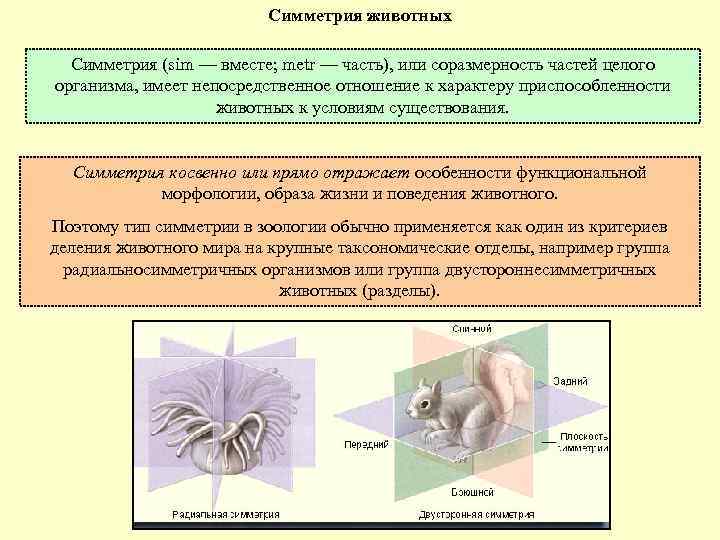 Типы симметрии животных. Тип симметрии животных таблица. Типы симметрии животных 7 класс. Типы симметрии беспозвоночных животных.. Симметрия тела животных таблица.