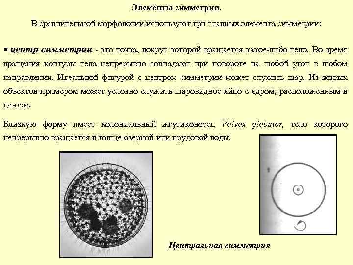 Элементы симметрии. В сравнительной морфологии используют три главных элемента симметрии: центр симметрии - это