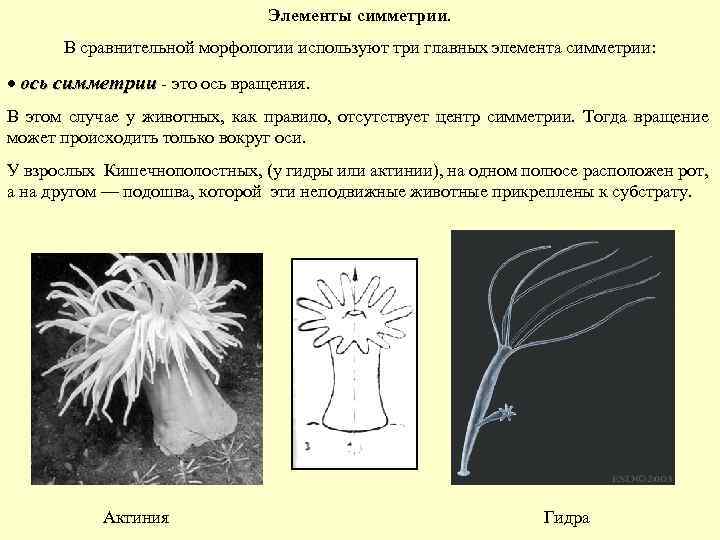 Элементы симметрии. В сравнительной морфологии используют три главных элемента симметрии: ось симметрии - это
