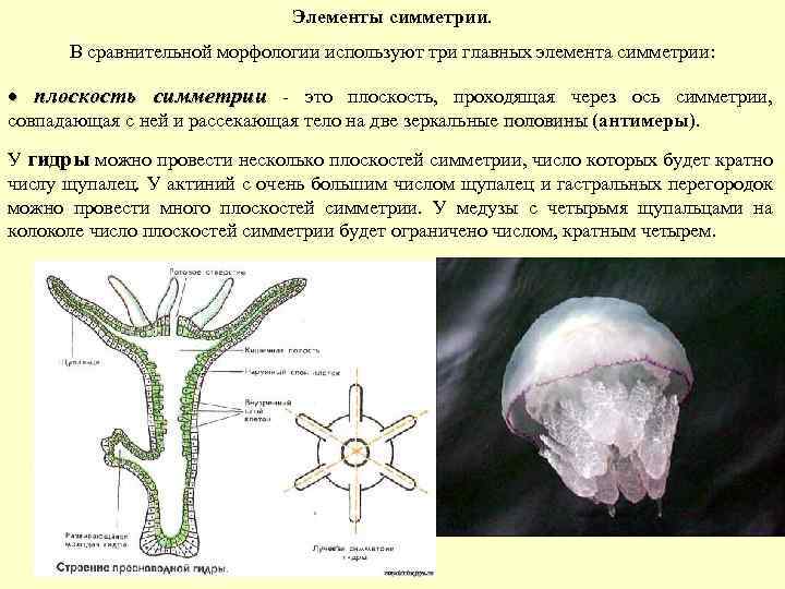 Элементы симметрии. В сравнительной морфологии используют три главных элемента симметрии: плоскость симметрии - это