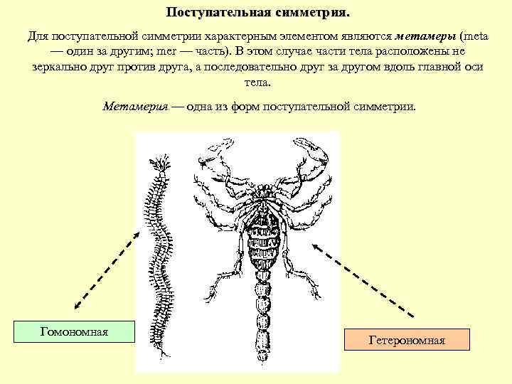 Укажите тип симметрии животного кузнечик