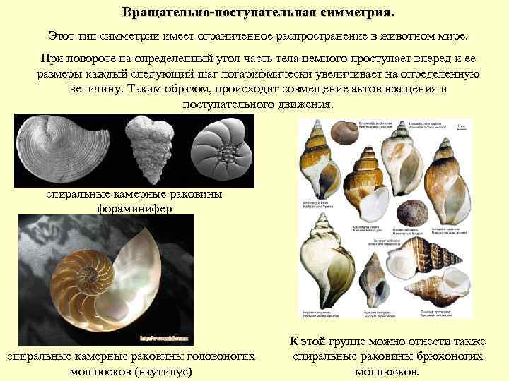 Симметрия моллюсков. Поступательно вращательная симметрия. Поступательная симметрия в природе. Поступательно вращательная симметрия в природе. Вращательно поступательная симметрия у животных.