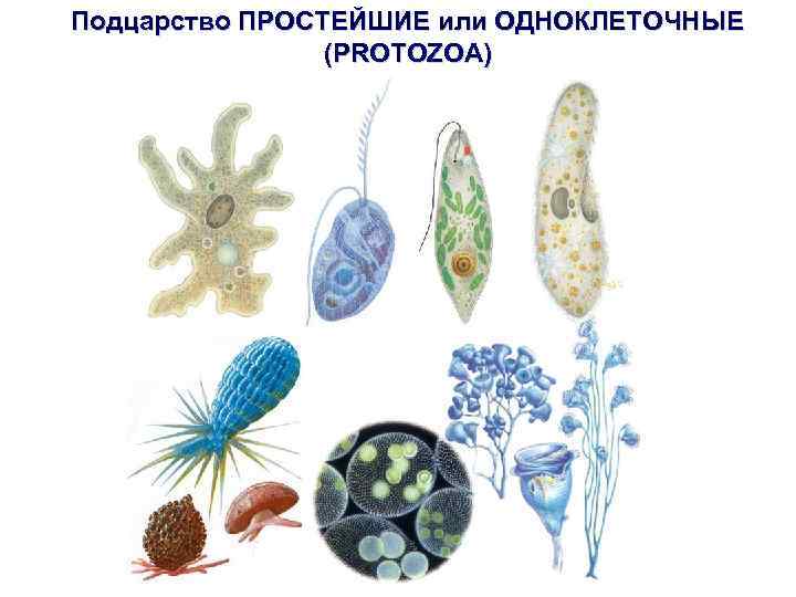 Подцарство ПРОСТЕЙШИЕ или ОДНОКЛЕТОЧНЫЕ (PROTOZOA) 