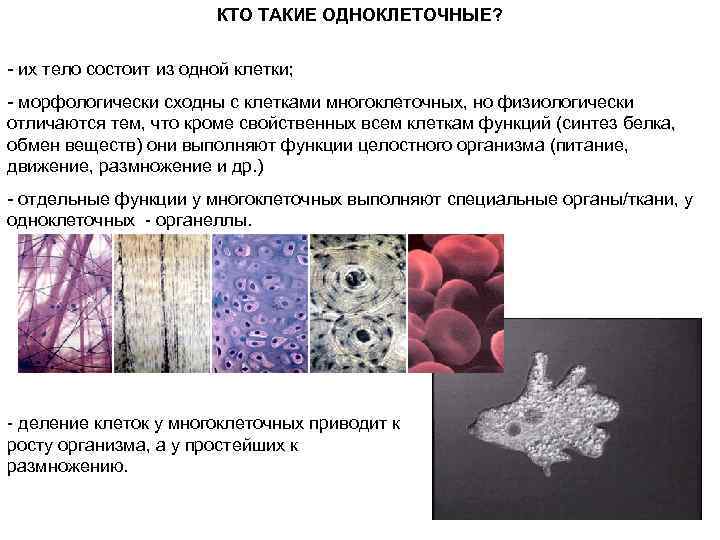 Какова роль клеток в жизни одноклеточных