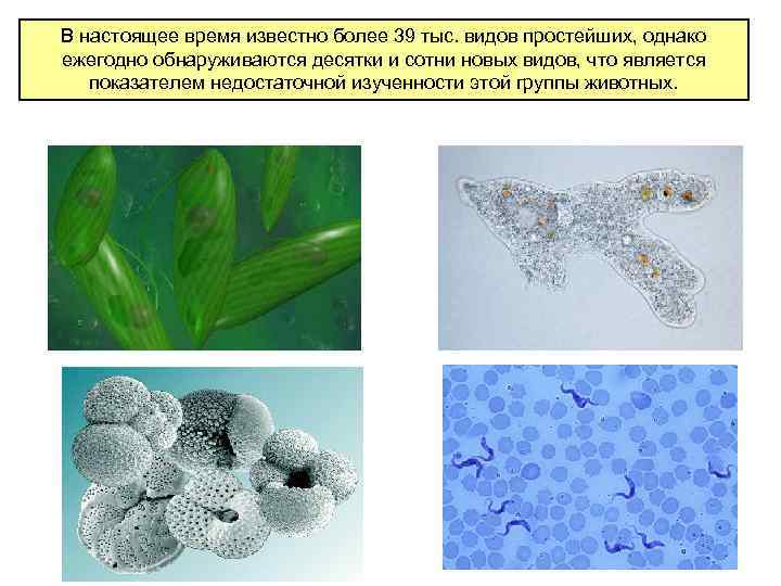 Роль одноклеточных. Эволюция одноклеточных организмов. Одноклеточные животные представители. Типы одноклеточных животных. Одноклеточные форма тела.