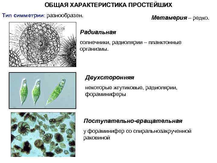 Общая характеристика простейших. Подцарство простейшие типы симметрии. Простейшие виды симметрии. Симметрия простейших.