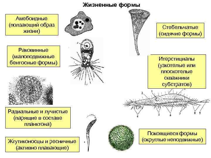 Жизненные формы жизни. Жизненные формы протистов. Формы простейших. Основные жизненные формы простейших. Жизненные формы планктона.