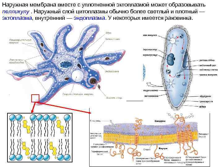 Что обозначено на рисунке цифрой 3 ложноножка цитоплазма