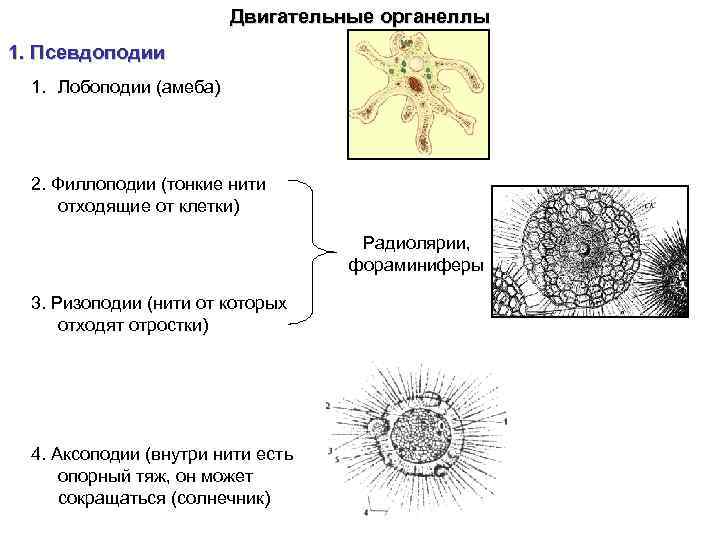 Способны образовывать псевдоподии. Строение псевдоподий. Классификация амебы. Псевдоподии у простейших. Органеллы простейших.