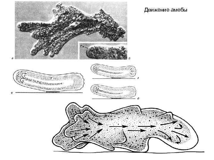 Какой процесс жизнедеятельности амебы изображен на рисунке