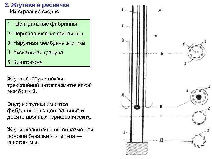 Реснички и жгутики эукариот