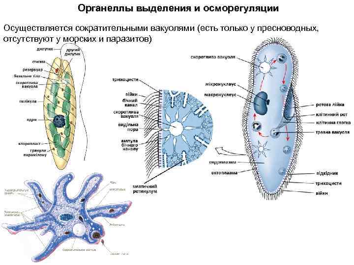 Какое простейшее имеет. Выделение у одноклеточных организмов. Органоиды выделения одноклеточных животных. Органоиды движения простейших таблица. Органоиды дижениясхема.